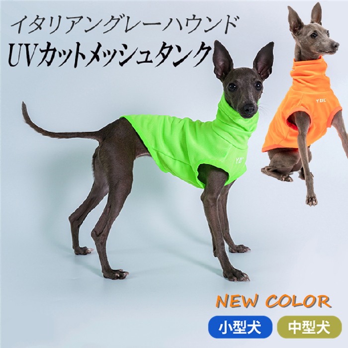 楽天市場】イタリアングレーハウンド 服 イタグレ ミニピン