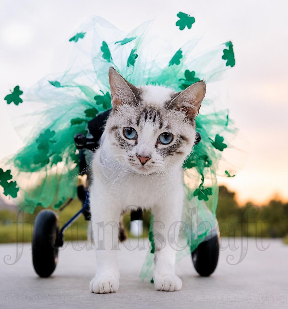 猫用車椅子 うしろ脚用 猫 うしろ脚しびれ感 うしろ脚まひ 社会復帰読み合わせる 椎骨傷つける 子ネコ用 軽さ印字機 車椅子