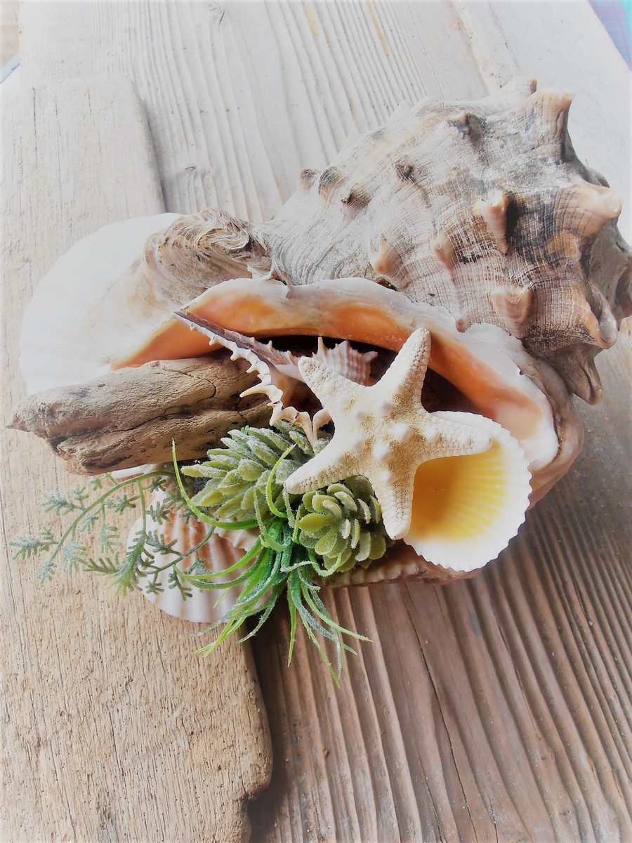 最も人気があります 貝殻 画像 最高の画像画像