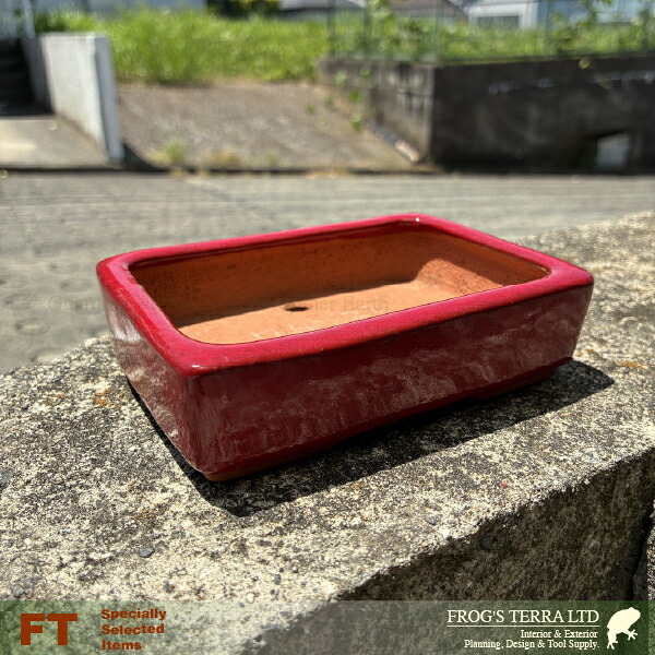 【屋外対応】鶏血 長角鉢 大(W14.5cm×D10.5cmxH3.5cm)(底穴あり) 盆栽鉢 最高級|カエルの庭や