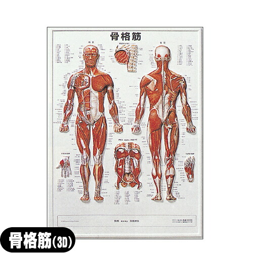 【検査】3D人体チャート 骨格筋 (SR-116C) - 縦74×横54cm。平面ではわかりにくい体表面の起伏を忠実に再現。スペースをとらない壁掛け式。治療室・待合室・学習用教材に。【smtb-s】