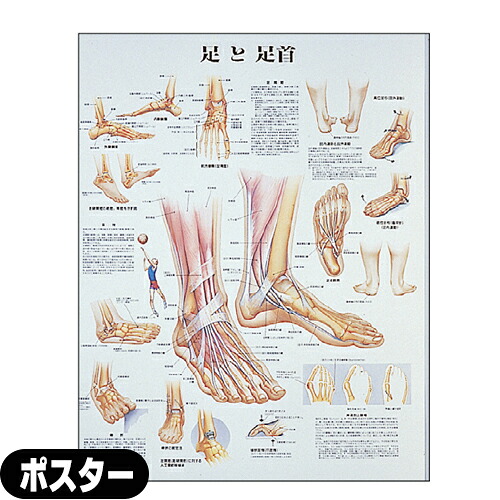 【検査】人体解剖学チャート 足と足首 ポスター パネルなし(SR-121A) - 縦70×横51cm 表面仕上げはラミネート加工。