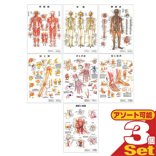 【精神測定検査】医術の日本社 人身生体解剖学一覧表 貼り出し 選べる3枚仕掛ける ダイアログボックスなし - 亜米利加AC（アナトミカルチャート）社製の人身生体解剖図は、外国ででも全体として当て嵌めるされている拠りどころのブランド名です。【smtb-s】