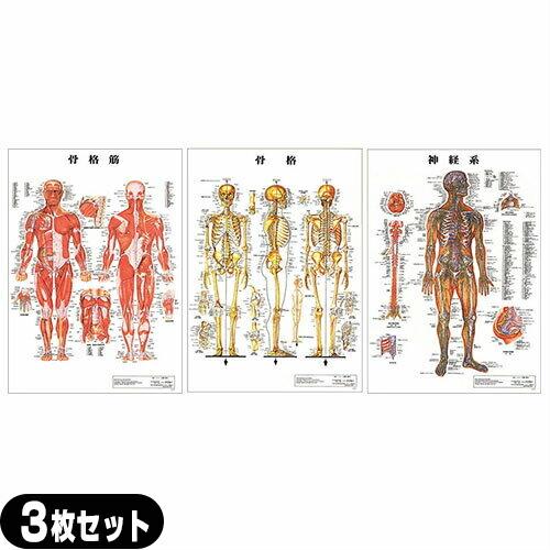 【精神測定検査】人身生体解剖学一覧表 貼り出し 3枚仕掛ける（枠組み筋・枠組み・神経図) ダイアログボックスなし  - 縦86×横62糎 境界線の外側完成はラミネート製作。【smtb-s】