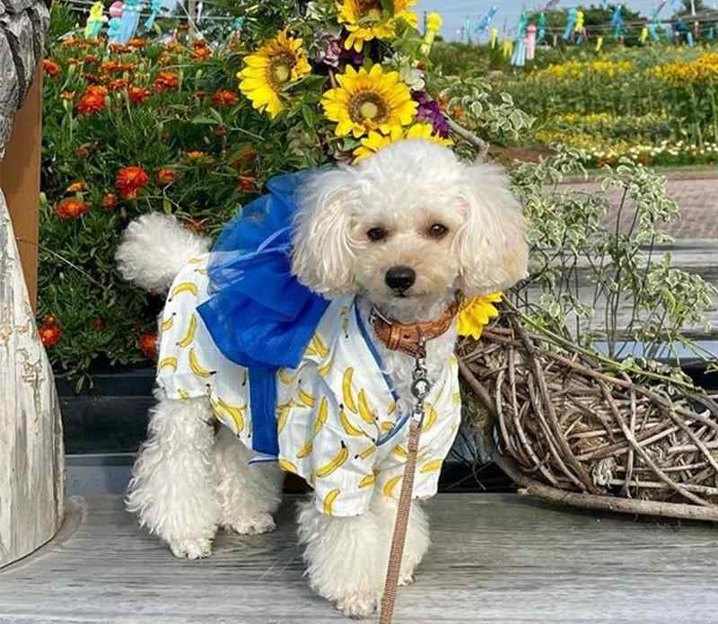 犬の服 ドック御召しもの 愛くるしい 猫 愛玩動物 和 御召しもの 袴 浴衣 活動写真 映画化 正月 七五三 節句 こどもの日 ひな祭り 生まれ落ちる日 春夏 赤 青 黄 バナナの木 花