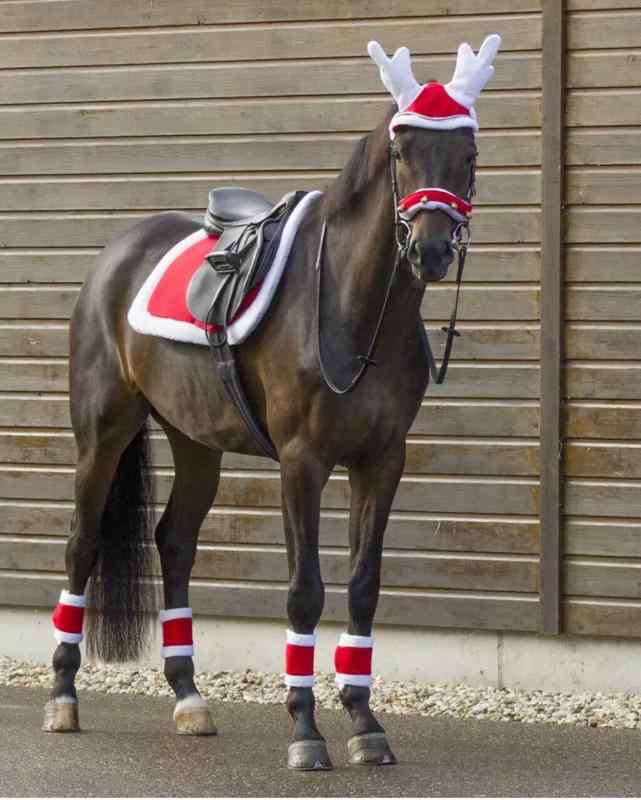 乗り馬備品 ゼッケン サドルパッド イヤーネット 肢巻 プロテクター 影ぼうし一巻き ハーネス 佩び物 汗取り 耳あて 押しかぶせる 防音 虫よけ メッシュ ボア 毛皮 愛くるしげ 運動競技 クリスマス でき事 聖ニコラス 馴鹿 赤 仕掛ける