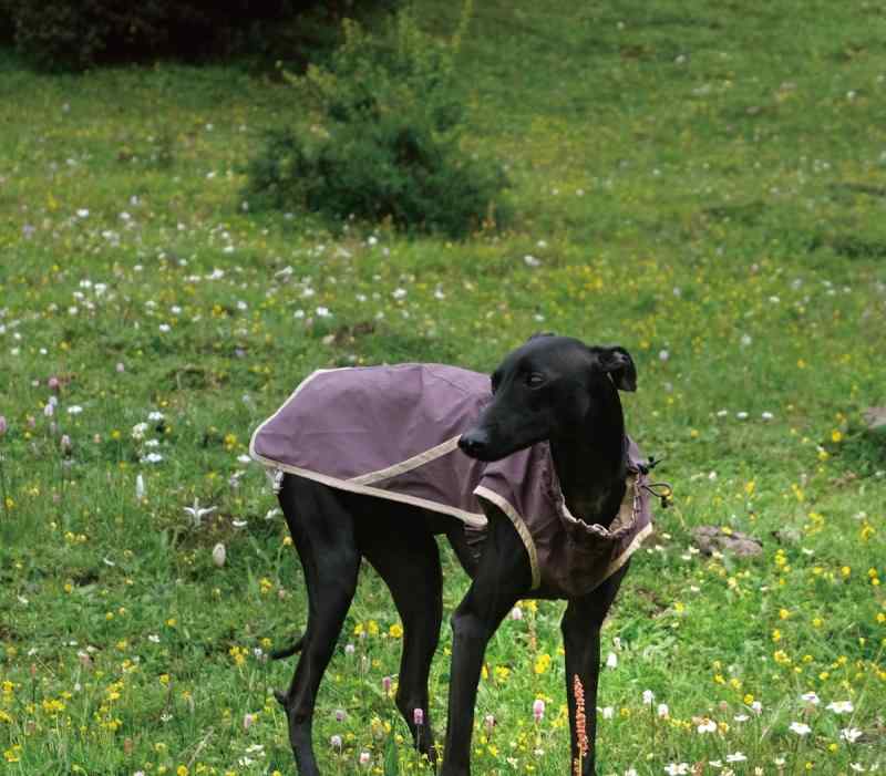 犬 難民キャンプ 服 ポンチョ 雨合羽 小型 中型 大型 シュナウツァー コーギー 間借り人コリー 雨合羽 アウトドア 心地好い 今めかしい 紫 オレンジ色
