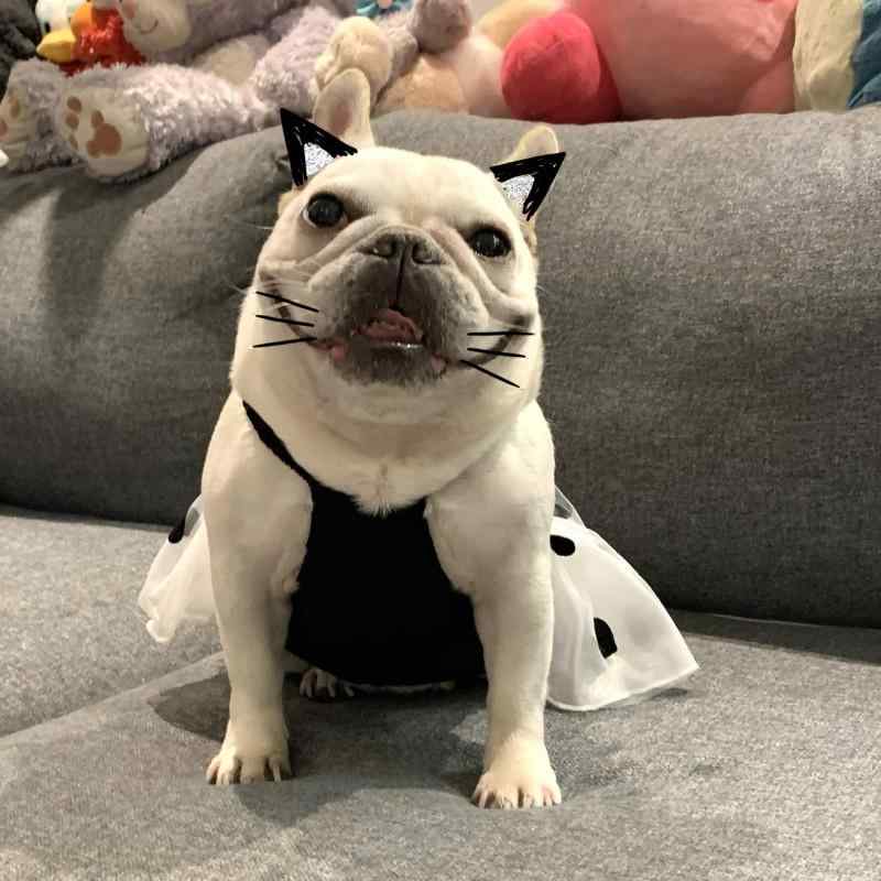 ペット服 犬用 猫用 小型犬 中型犬 キャミソールワンピース サロペットワンピース フレンチブルドッグ コーギー テディ ビションフリーゼ 夏 サマー カジュアル リラックス 普段使い 部屋着 綿 コットン 黒 ブラック