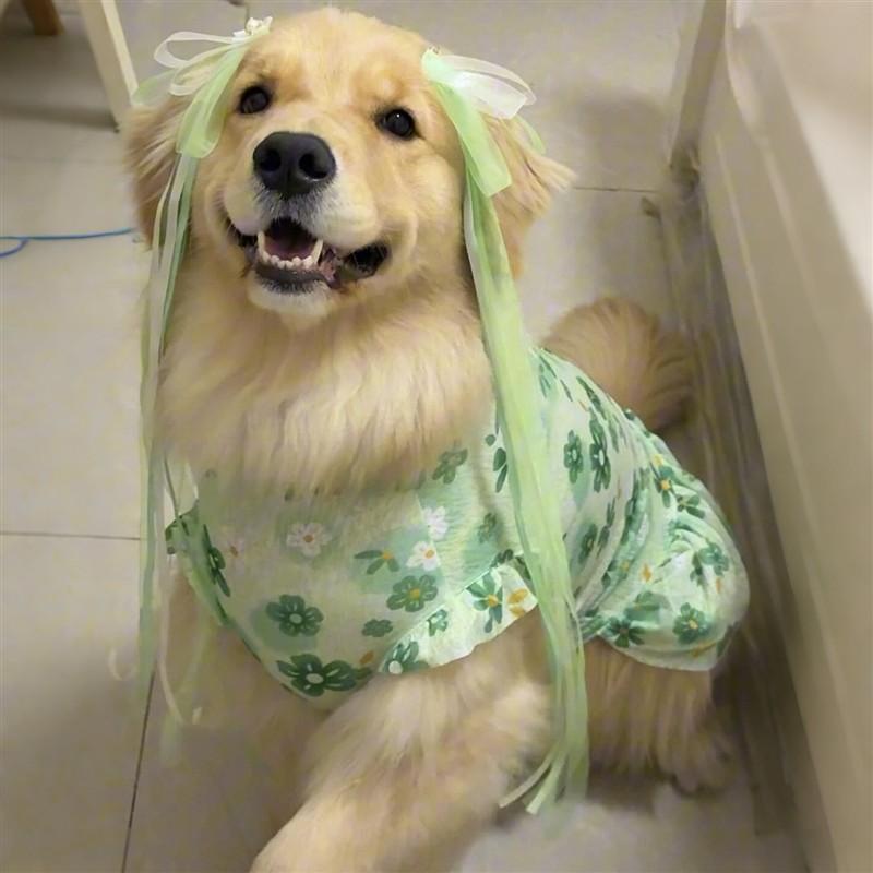 犬服 ベストワンピース 小型犬 ノースリーブ 小花柄 フローラル チュールドレス 春夏 薄手 軽量 通気性 快適 涼しい お散歩 お出かけ ドッグウェア ペットウェア かわいい