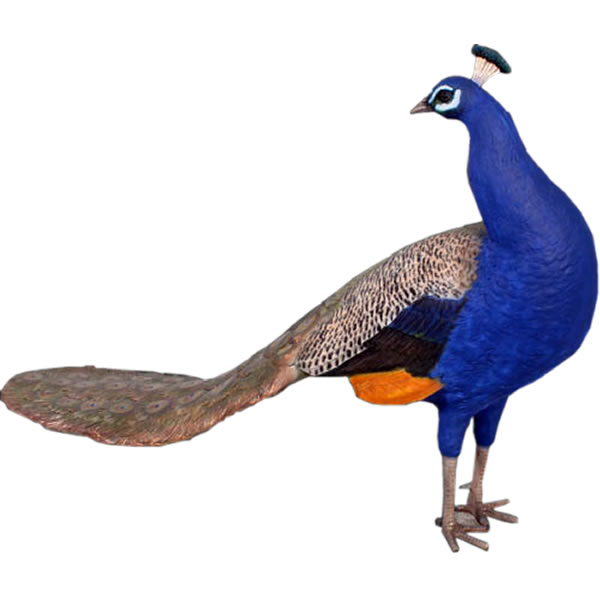 caruna_fr110074.jpg