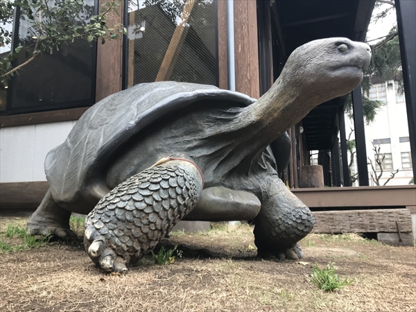 ガラパゴスの遺産 Galapagos Tortoise mnriexceedkp.edu.in