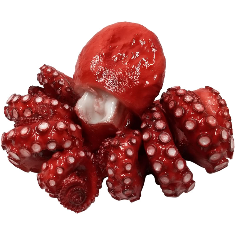 【楽天市場】たこ タコ 蛸 実物大の生魚 (ゆで・ボイル) 食品サンプル 日本製 送料無料:FRP造形物オブジェ専門店CARUNA