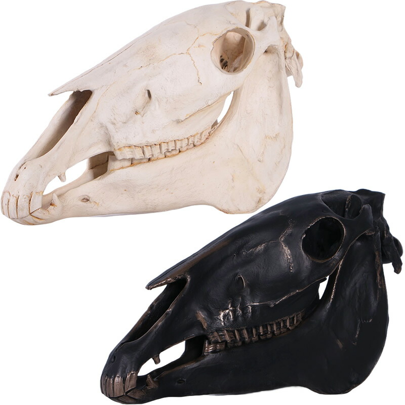 楽天市場】FRPアートオブジェ 壁掛け馬の頭骨 Horse Skull リアル 実物