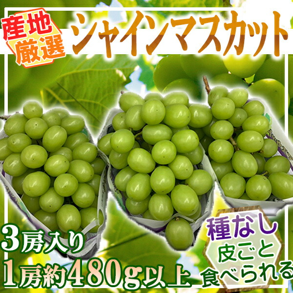 産地厳選 シャインマスカット 1房約480g以上 3房