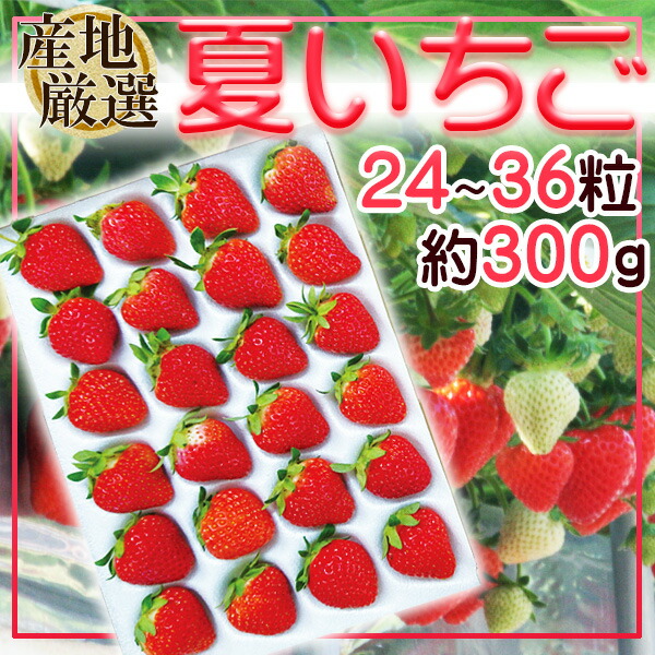 専用　いちご様 2025年分 販売終了】大網白里市発祥のイチゴ「真紅の美鈴