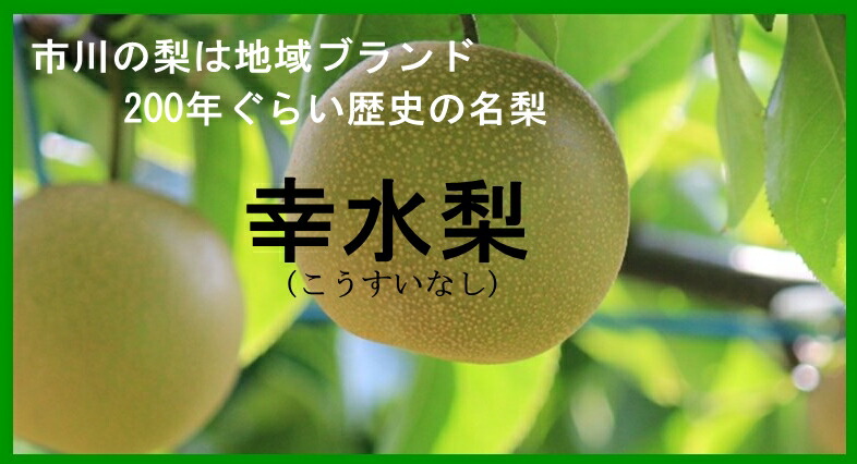 千葉県市川産の名梨　幸水梨　秀品　５キロ箱 9玉～１４玉<br>北海道・中国・四国・九州・離島地区別途クール送料760円<br>8月8日～8月23日頃発送日付指定不可<br>