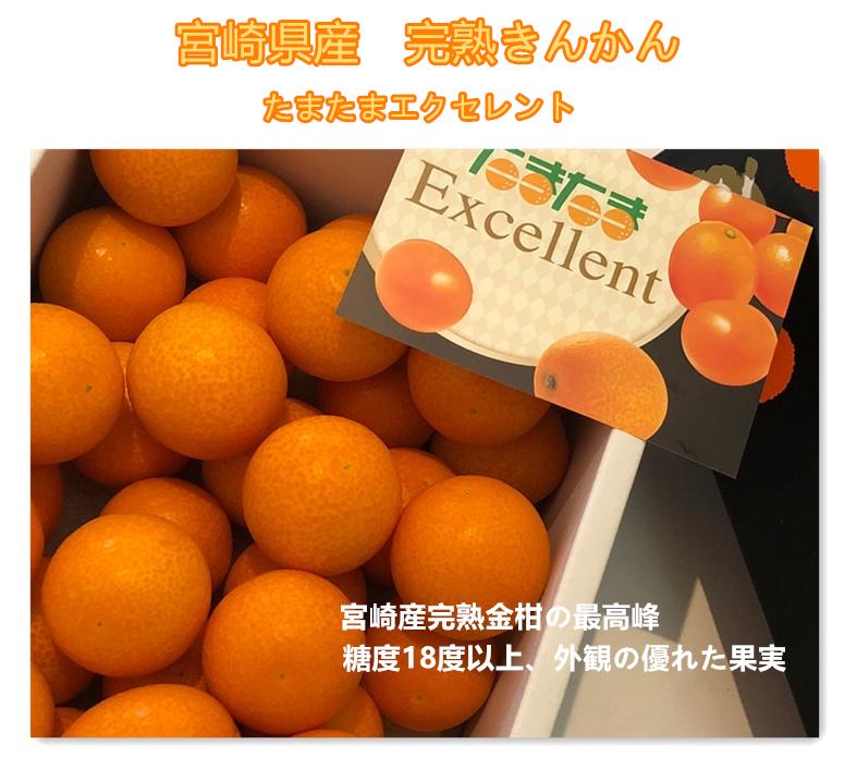 宮崎産　完熟きんかん【たまたまエクセレント】　２Ｌサイズ1キロ　贈答用【金柑たまたま】【完熟金柑】 北海道・離島地区別途送料５００円 2月中旬～３月下旬発送日付指定不可