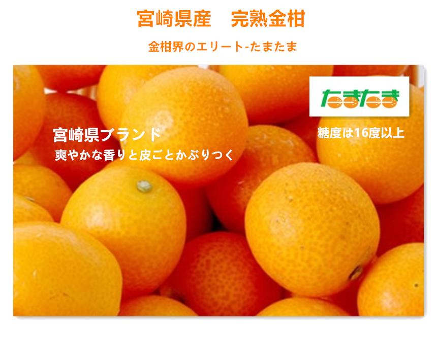 宮崎産　完熟きんかん【たまたま】秀又はAランク　大粒２Ｌサイズ約３キロ【金柑たまたま】【完熟金柑】 【２月中旬～３月中旬頃発送日付指定不可】 北海道・離島地区別途送料500円
