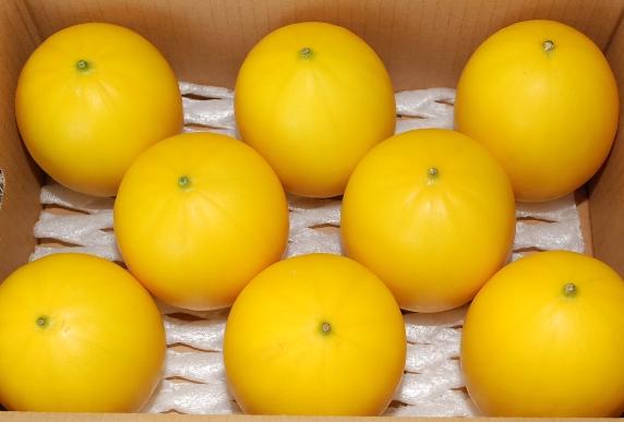 茨城・千葉・愛知産　キンショウメロン　秀品　６玉～９玉　５キロ　贈答用<br>北海道・離島地区別途送料500円<br>5月中旬～6月中旬頃発送日付指定不可