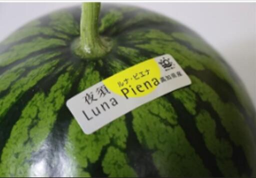 高知県産 夜須スイカ　”ルナピエナ”　金時すいか　1玉（約6kg～7kg）大玉スイカ　贈答用 <br>北海道・離島・九州地区別途クール料金1000円<br>【 ５月下旬～6月発送日付指定不可】