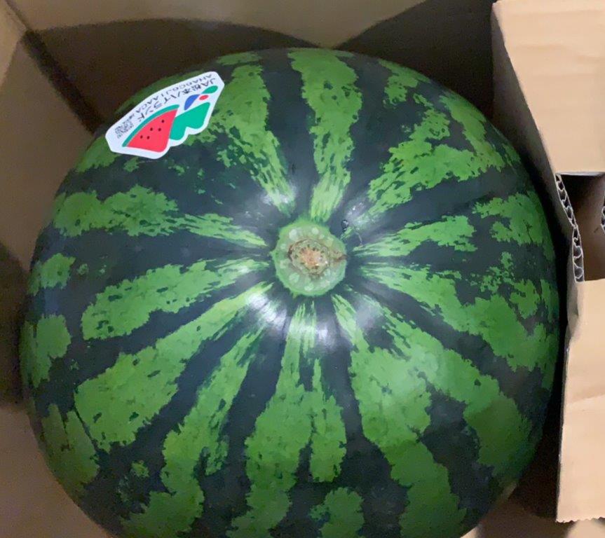 長野産西瓜　松本ハイランド スイカ　 A等級 　4Lサイズ1玉<br>（約9kg/1玉）贈答用 <br>【夏ギフト】【大玉西瓜】【長野スイカ】【西瓜】【お中元】<br>【北海道・中国・四国・九州・離島地区別途クール送料1000円】<br>7月下旬～9月上旬頃発送日付指定不可
