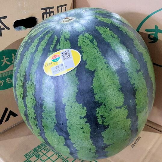 すいか 送料無料 スイカ 熊本すいか 秀品 1玉（約3.5kg〜5kg