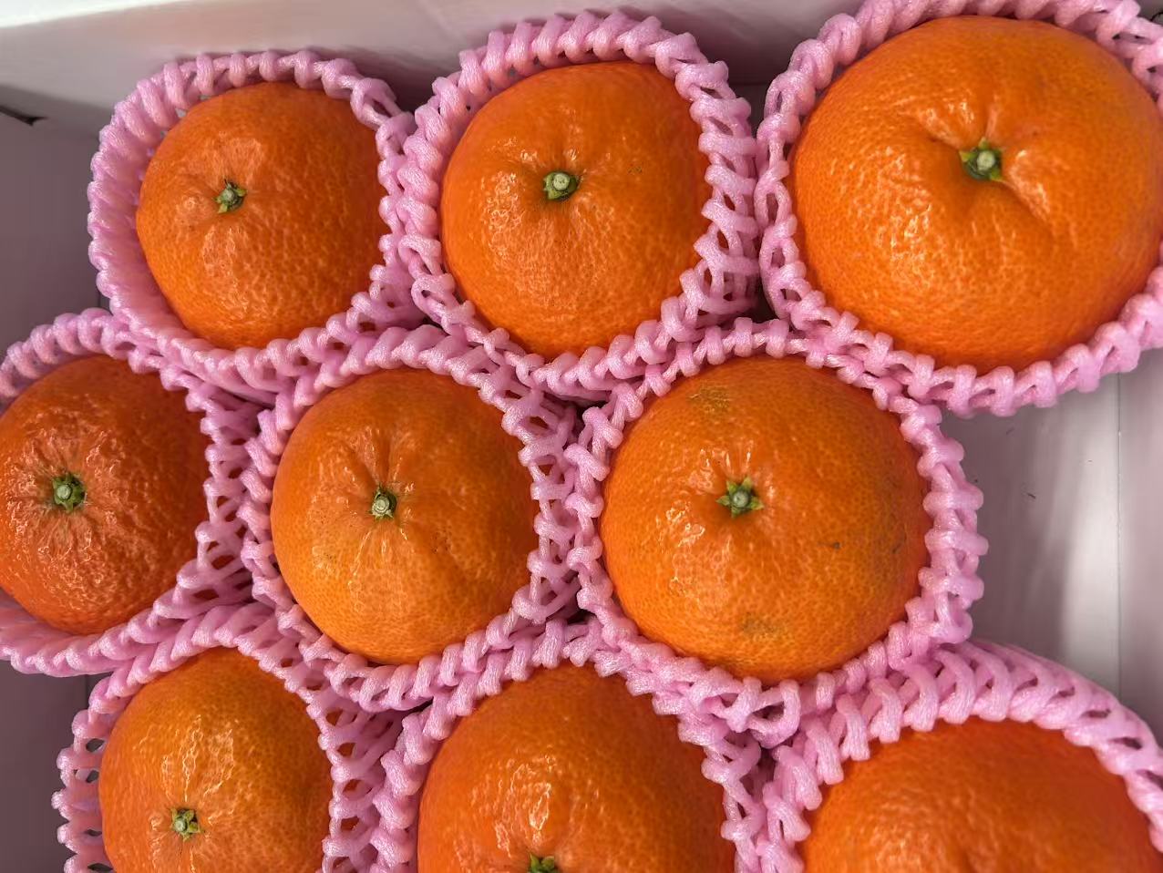 【楽天市場】宮崎産 津之輝 秀 7玉～12玉 産地化粧箱入り 贈答用2月上旬～下旬頃発送日付指定不可北海道・九州・離島地区別途料金500円