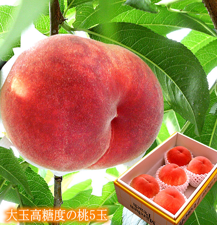 桃 もも モモ 7月中旬から発送 フルーツギフト お中元 暑中お見舞い 残暑お見舞い 夏の贈り物 夏ギフト お世話になった方へ贈り物 フルーツギフト 糖度13.5以上 1玉300ｇ以上の大玉 [大玉高糖度の桃5個入り]