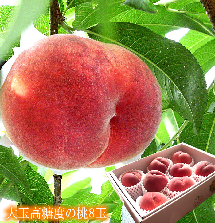 桃 もも モモ フルーツギフト お中元 暑中お見舞い 残暑お見舞い 夏の贈り物 夏ギフト お世話になった方へ贈り物 [大玉高糖度の桃8個入り] 冷蔵便でお届け