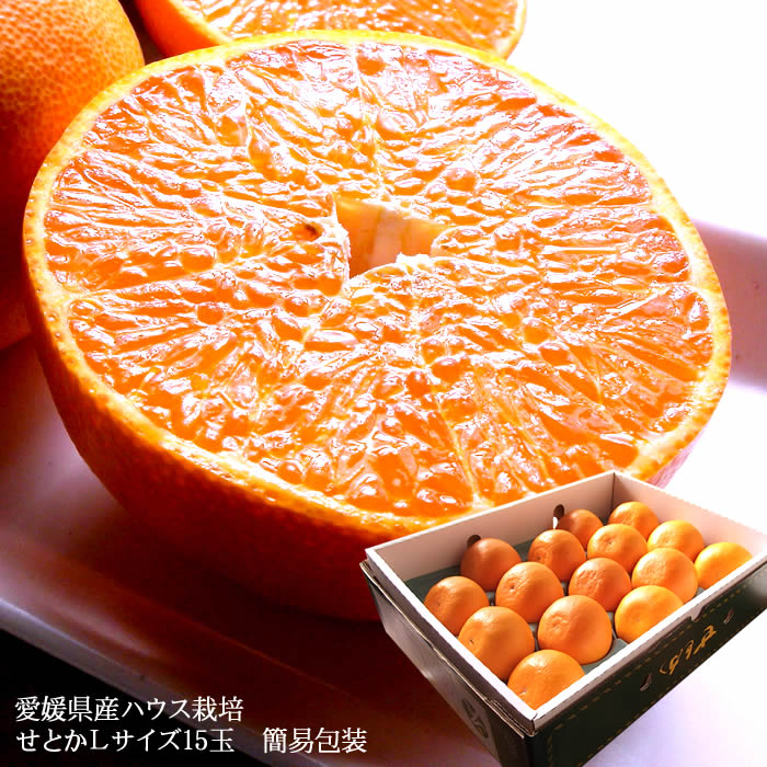 カンカン　　　せとか 楽天市場】せとか みかん 大トロ 送料無料 フルーツギフト 送料無料