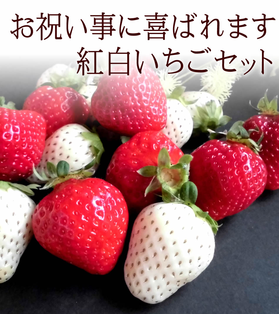 楽天市場 紅白いちごセット お祝い事 内祝いに喜ばれます 紅白いちごセット10粒 福岡県産あまおう苺と佐賀県産白い宝石苺 フルーツショップ千馬