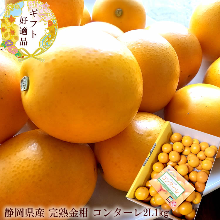 楽天市場】静岡県産 JAしみず こん太きんかん 超大玉4L以上 秀品 約1