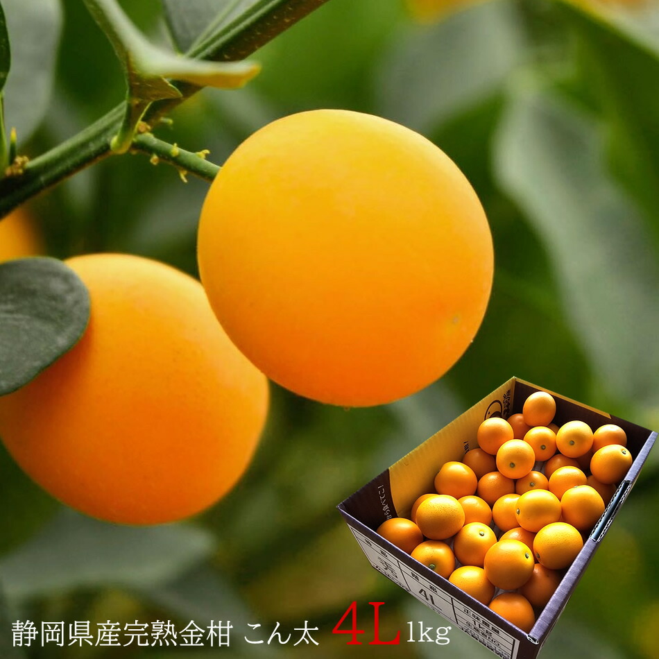 きんかん 楽天市場】【予約・1月下旬～2月上旬頃から順次出荷開始】【青秀品