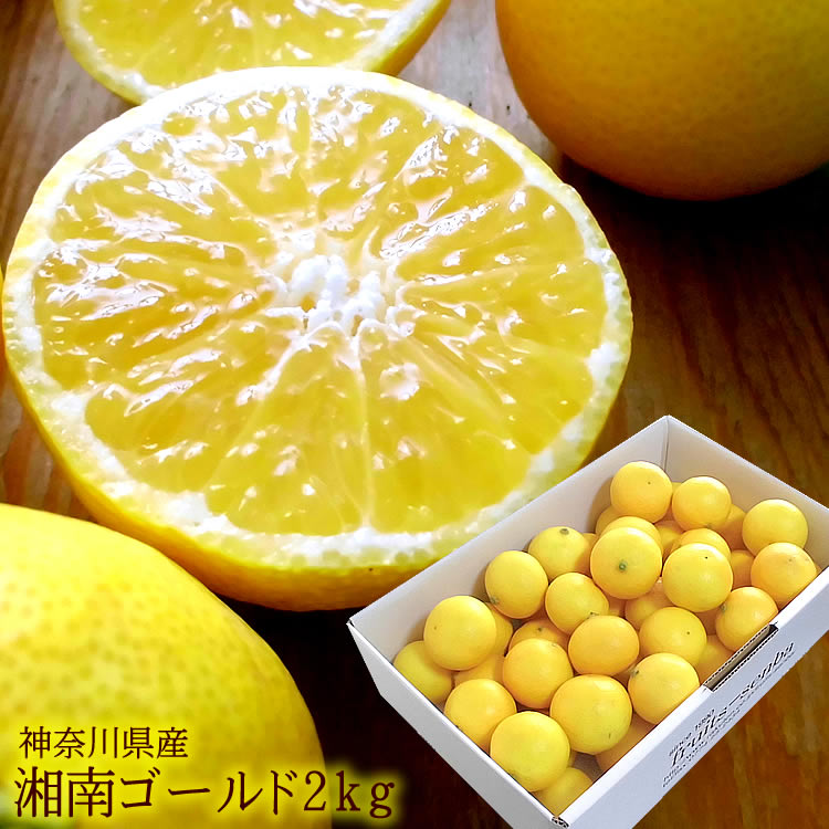 柑橘類の苗（黄色い果実付き）レモン 柑橘類の苗（黄色い果実付き）レモン 柑橘 レモン 瀬戸内レモン 苗