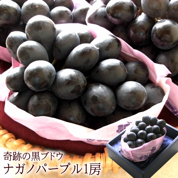 楽天市場】たねなし ナガノパープル ぶどう 約5kg 9〜10房前後