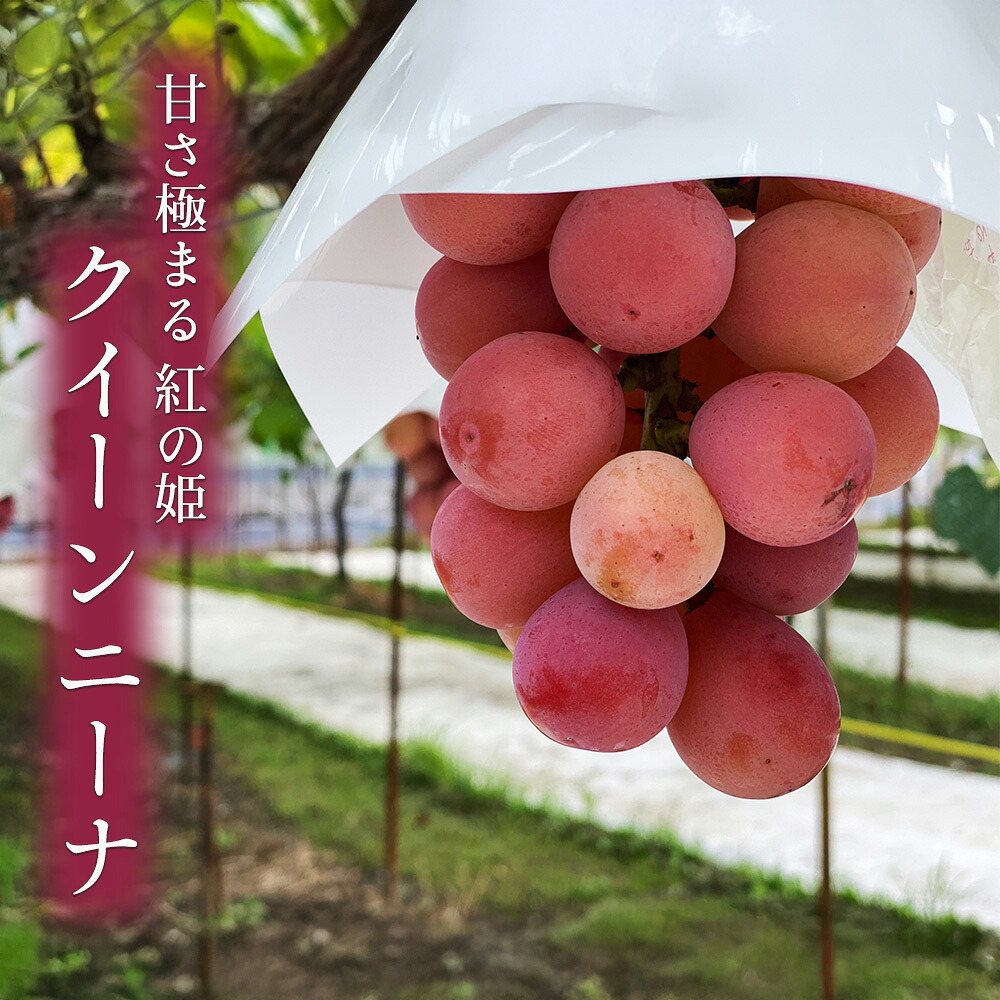 クイーンニーナの実物商品写真