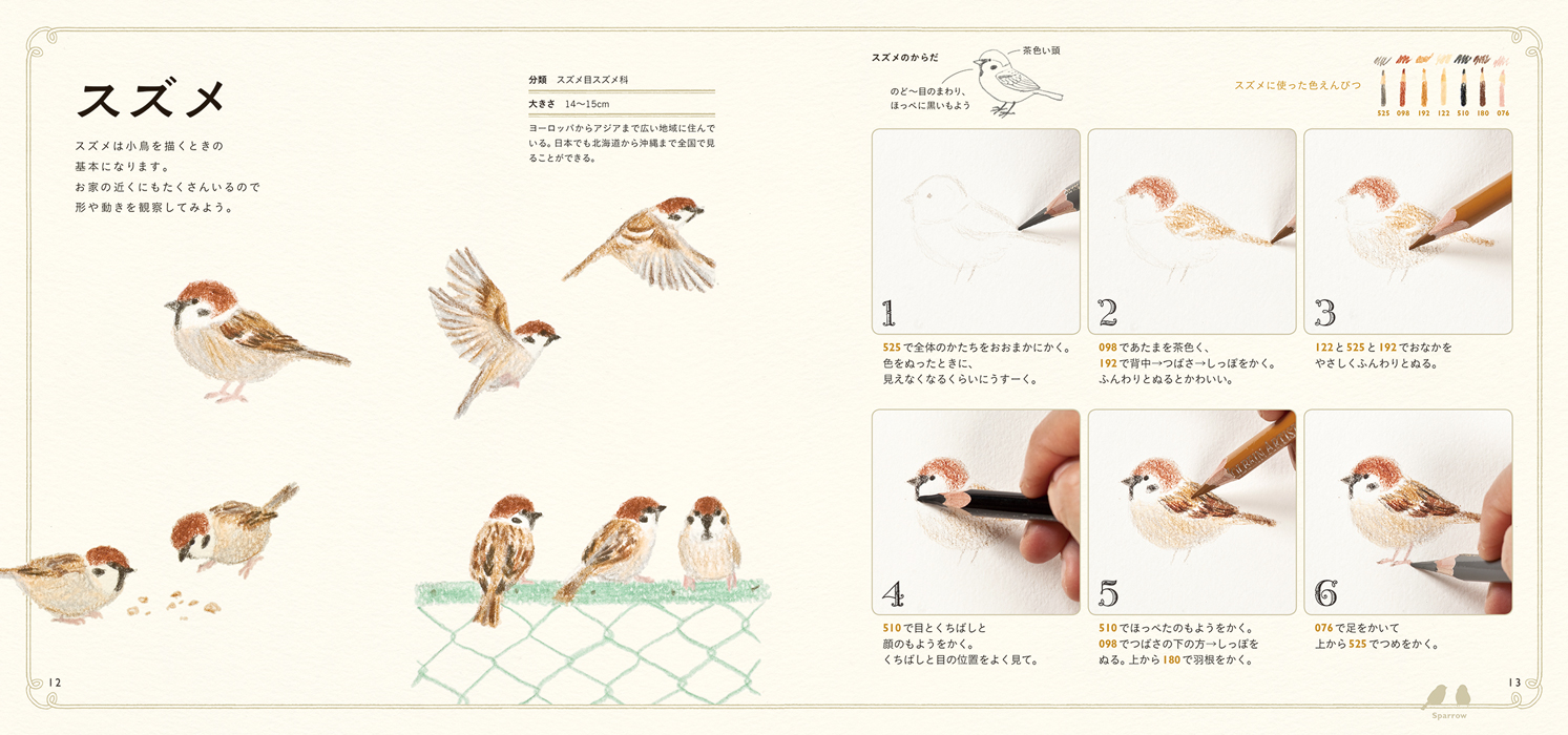 楽天市場 色えんぴつでかわいい鳥たち 色鉛筆 書き方 イラスト