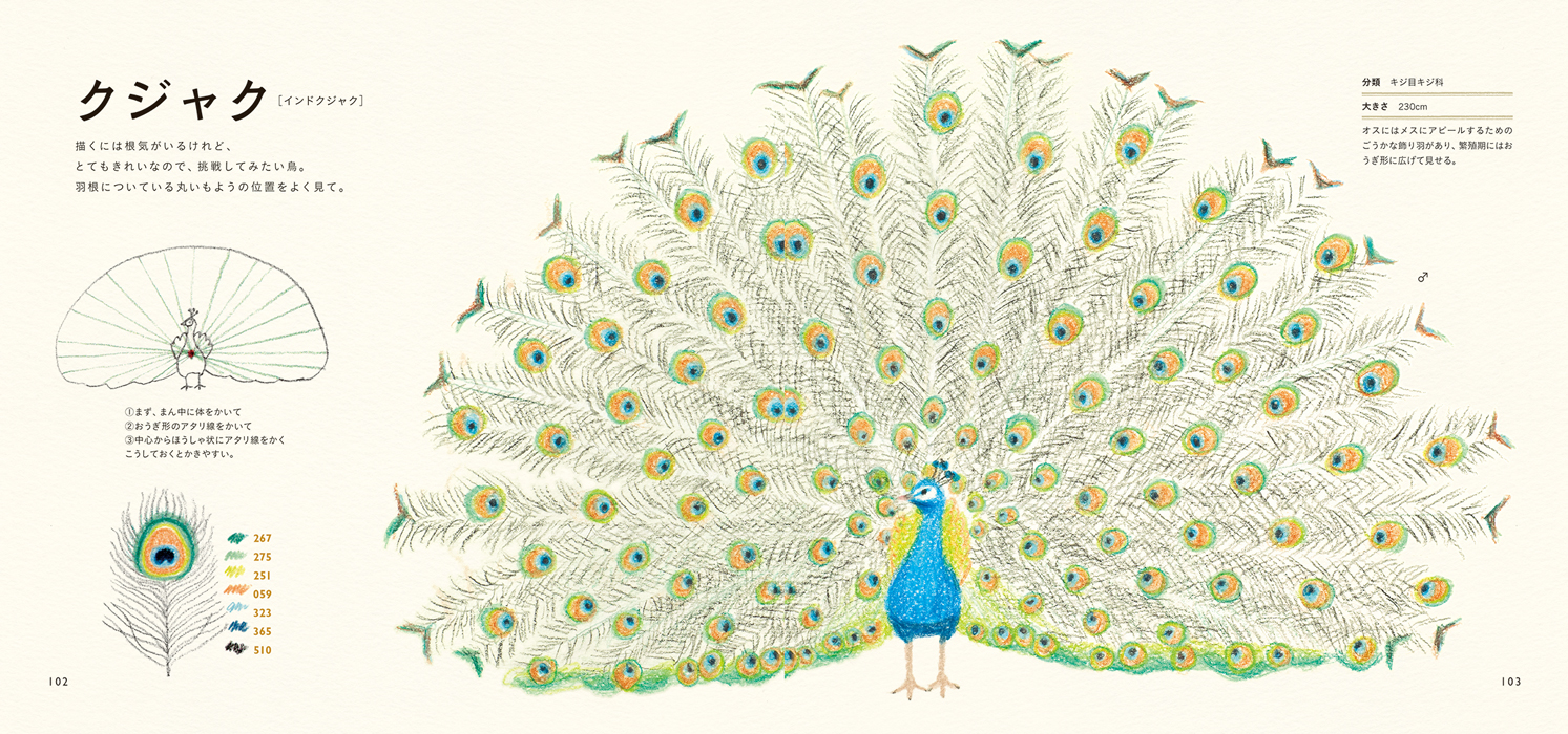 楽天市場 色えんぴつでかわいい鳥たち 色鉛筆 書き方 イラスト テキスト 簡単 かわいい 練習 秋草 愛 特急名入れギフト Sympl