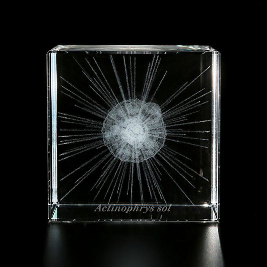 その他 solacube 楽天市場】Sola cube Micro ボルボックス 蔦屋書店 : 蔦屋書店