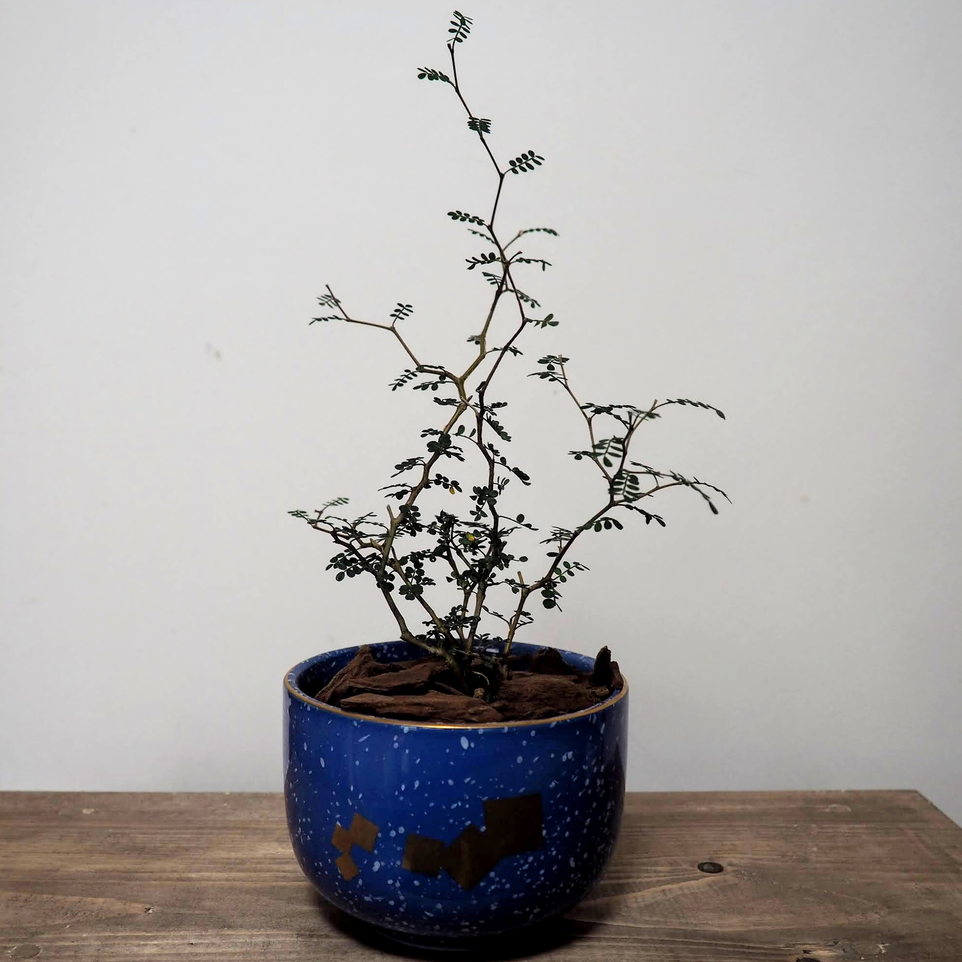 楽天市場 送料無料 鉢植えカバー 穴なし コバルト ブルー 金 陶器 有田焼 多肉 サボテン 寄せ植え 観葉植物 フェイク ハイドロカルチャー オシャレ かわいい インテリア 有田焼 山忠