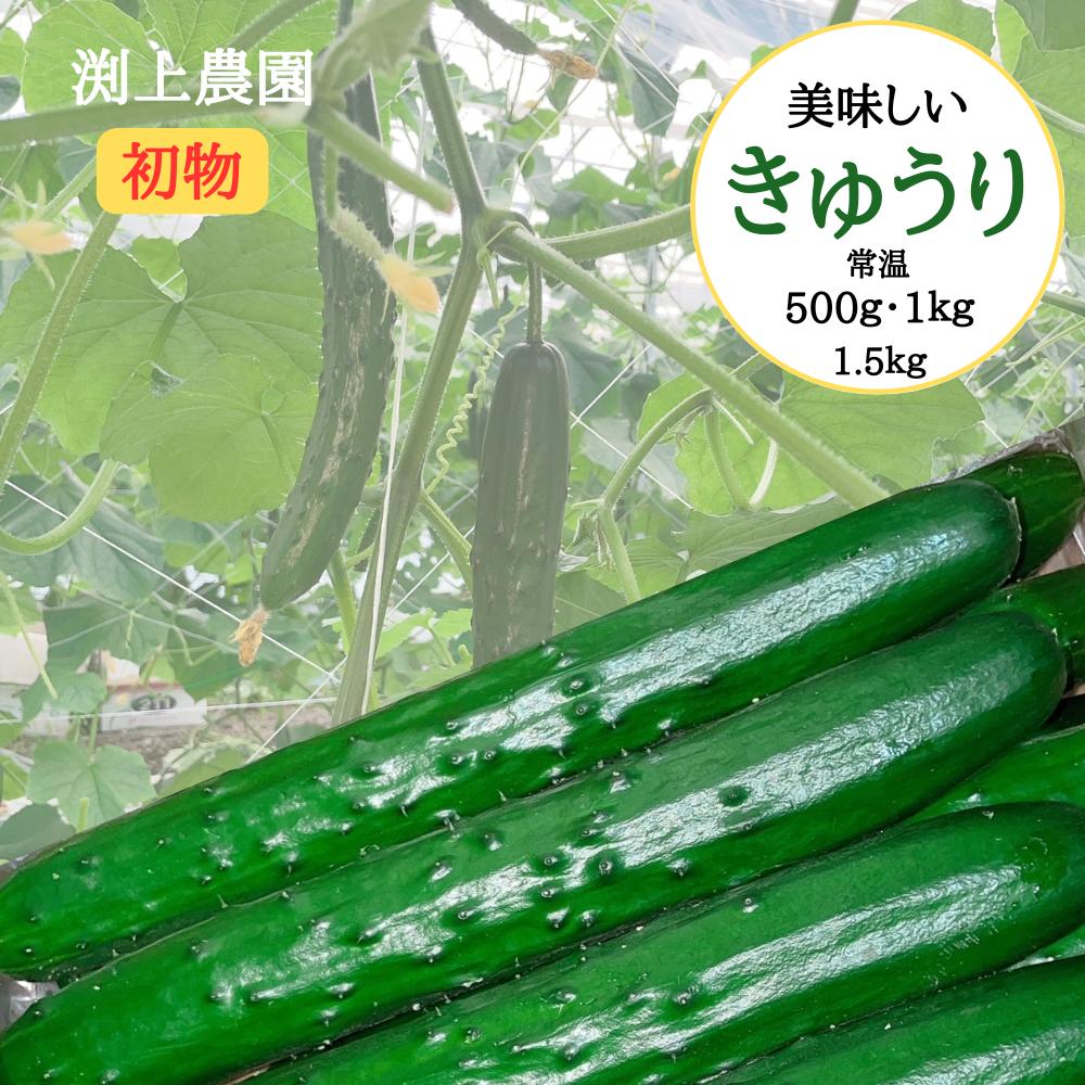 楽天市場】【ふるさと納税】＜内容量が選べる！＞宮崎県産きゅうり(2.5