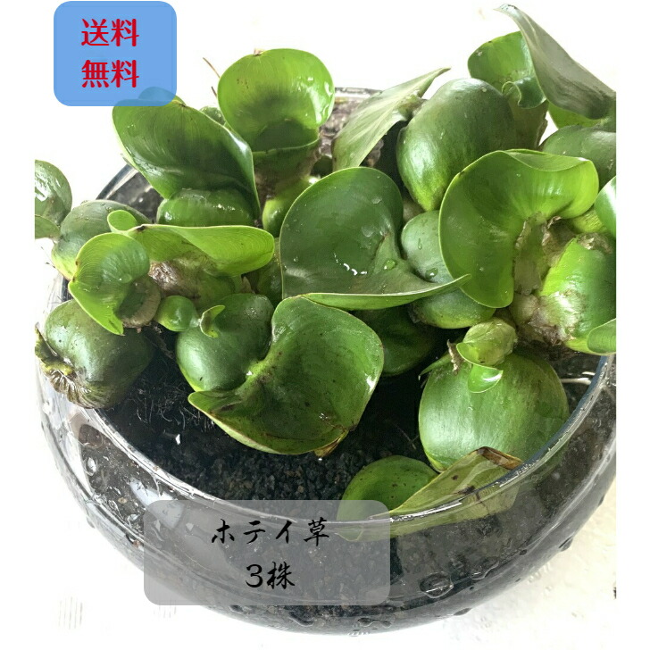 ３kg】天然石 庭石 岩盤浴 水槽 鉢植え - その他