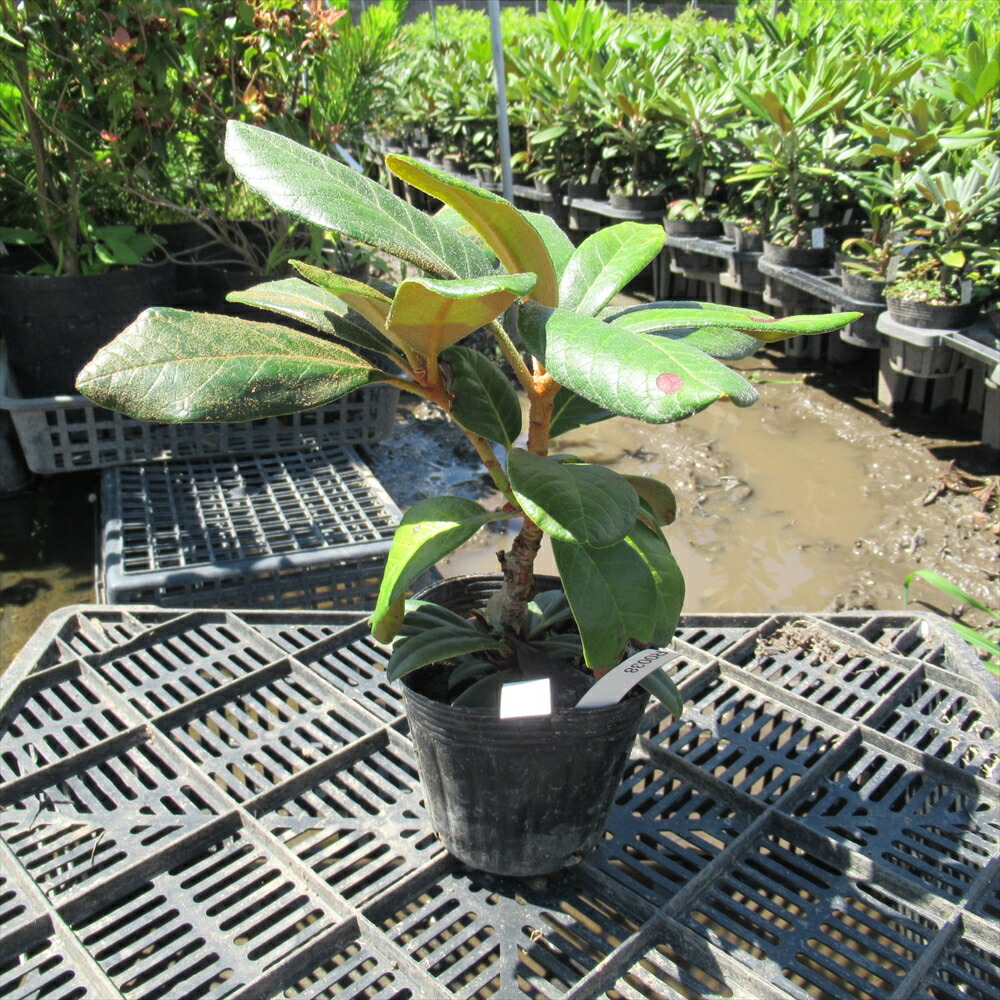 9954円 最大93 オフ 海外の原種シャクナゲ R Arizelum R0038 R10 2 接木2年 樹高15cm 石楠花 苗 苗木 生垣 庭木 植木 記念樹 落葉樹 紅葉 低木 中低木