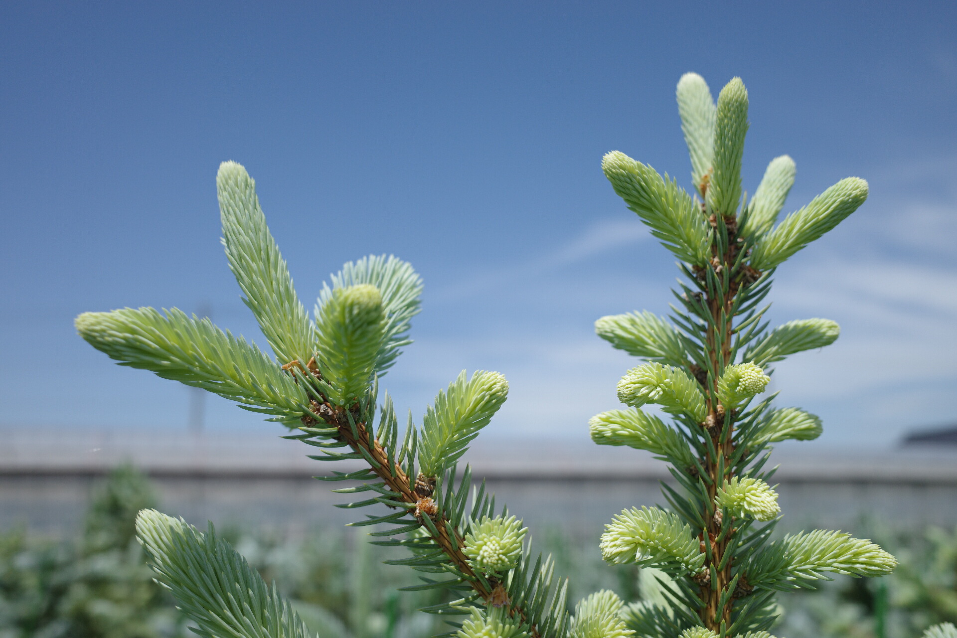 に*ー様 プンゲンストウヒ ホプシー8号 楽天市場】【現品発送】ピセア・プンゲンストウヒ スーパーブルー 苗木