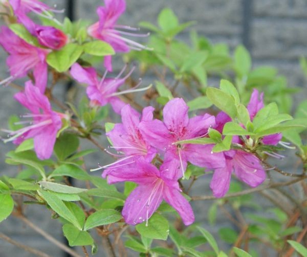 楽天市場 2本セット 蕾なし アシタカツツジ 画像は1ポットですが2ポットまとめての発送となります 樹高30cm前後 9 0cmポット ヤマツツジの様な葉で紫色の花を咲かせます 富士園芸楽天市場店