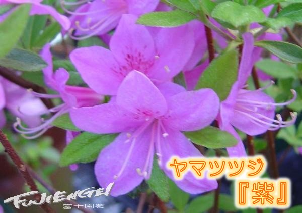 楽天市場 山ツツジ 紫 S046 10 5cmポットに植えてあります 富士園芸楽天市場店