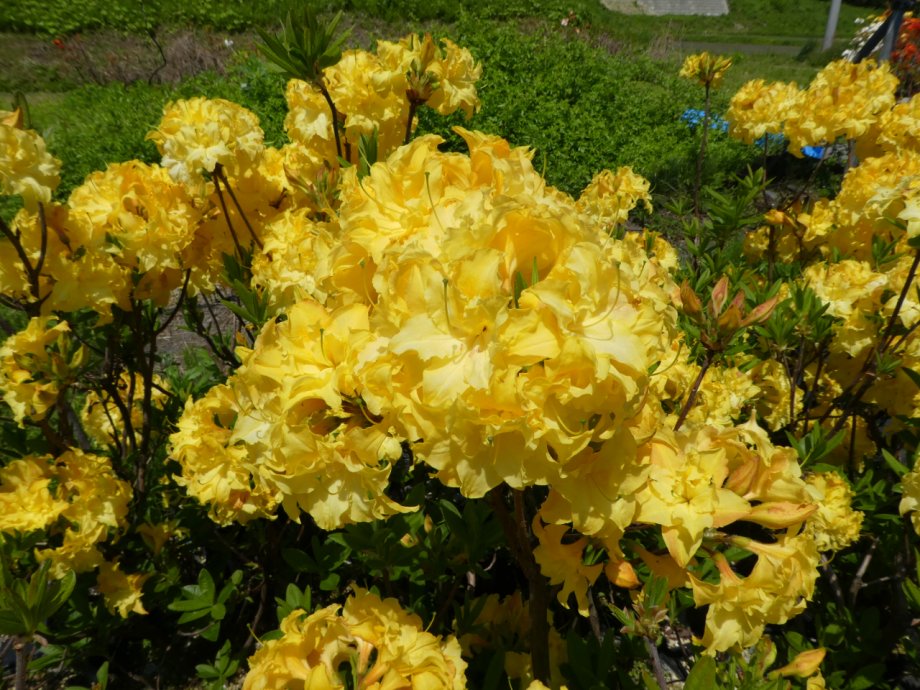 花終わり 希少種 黄色八重咲き信濃 ツツジ 苗 苗木 シナノツツジ 銀河 苗物 花の苗物 挿し木3年生 樹高35cm 富士園芸店 3株まとめて 画像は1株ですが3株まとめての発送となります