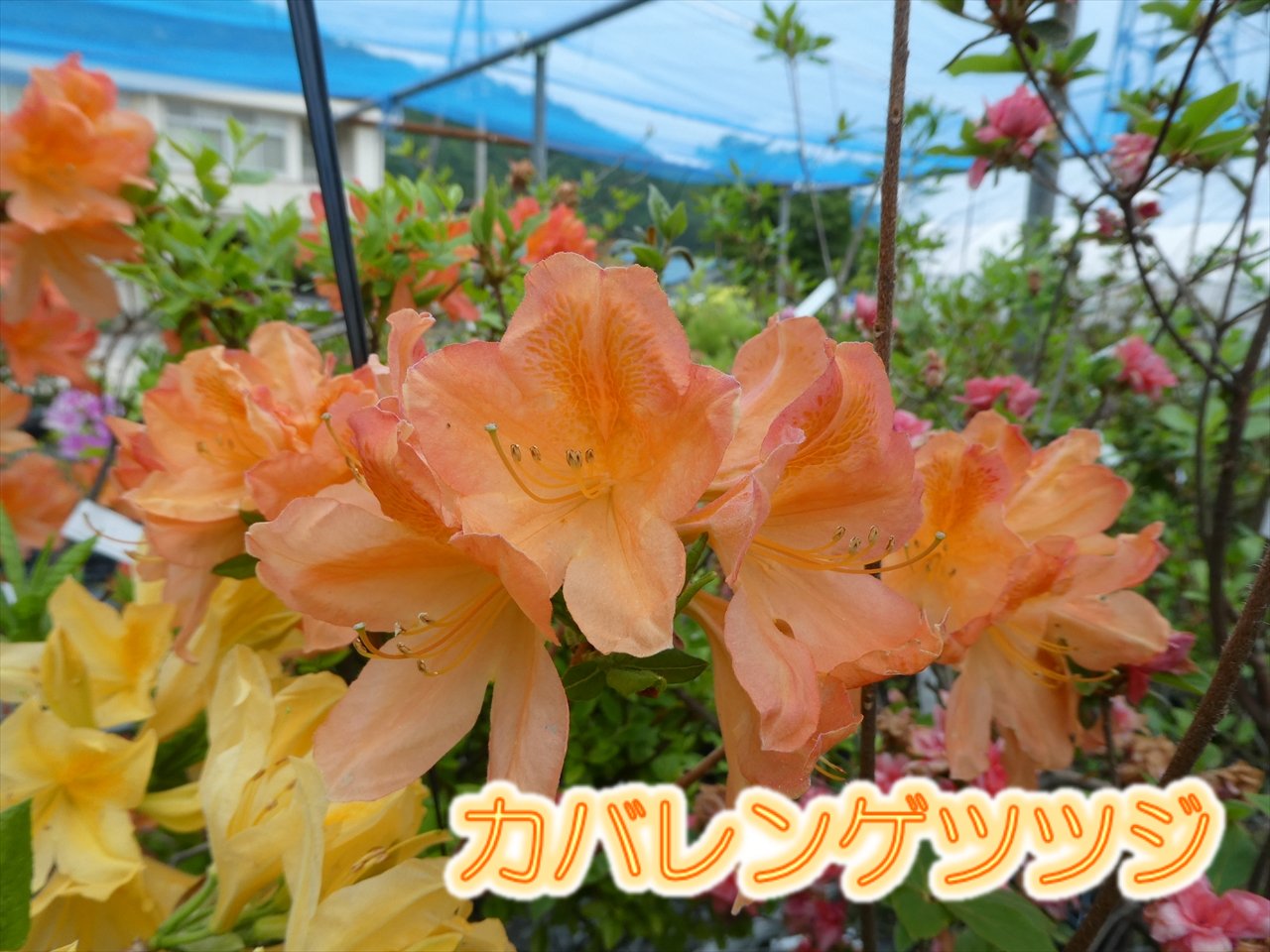 楽天市場 花終わり２株セット ツツジ カバレンゲツツジ 樹高40cm前後 根巻のしっかりとした株です 商品画像は1本ですが2本まとめての発送となります 実生増殖品ですので花色には多少ばらつきがありますので予めご了承ください 富士園芸楽天市場店