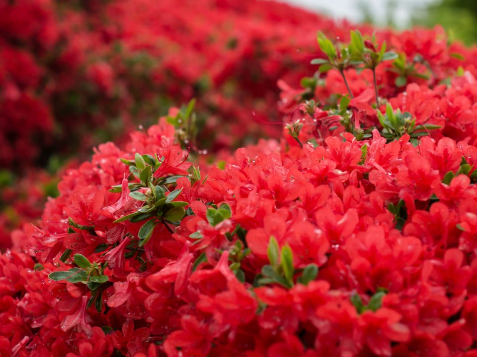 ホンキリシマツツジ 濃紅色の花を咲かせます 樹高30 40cm前後 商品画像は1株ですが3株まとめての発送になります 植木 花終わり 根巻きのしっかりとした株です 富士園芸店 3株セット