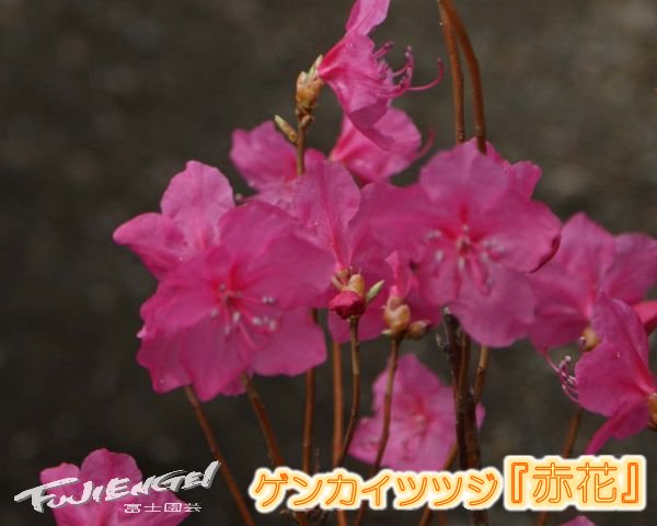 楽天市場 花終わり ゲンカイツツジ 赤花 樹高50cm前後 12 0cmポット 挿木3年 生産されていた方が辞められたので希少品になってしまいました 富士園芸楽天市場店